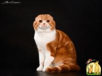 Шотландский вислоухий кот для вязки, Скоттиш Фолд